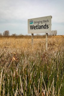 Fort Dodge, Iowa, Whispering Wings Marsh, a wetlands habitat conservation area where pheasants and