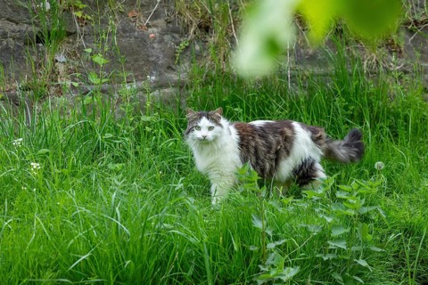 Domestic cat, Boizenburg, Mecklenburg-Western Pomerania, Germany, Europe