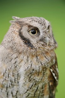 Tropical screech owl or Choliba screech owl (Megascops choliba, Otus choliba), portrait, captive,