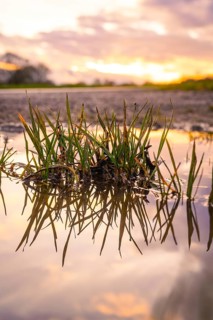 Blades of grass reflected in a puddle of water in the evening light, spring, Calw, Black Forest,