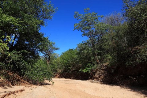 Southern Ethiopia, Omo Region, Trees on the banks of the dry riverbed, Wadi, Ethiopia, Africa