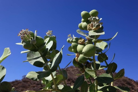Southern Ethiopia, Omo region, blossom and fruit of the satanic apple, Ethiopia, Africa