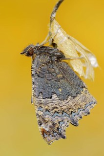 Small tortoiseshell (Nymphalis urticae, Aglais urticae) freshly hatched, North Rhine-Westphalia,