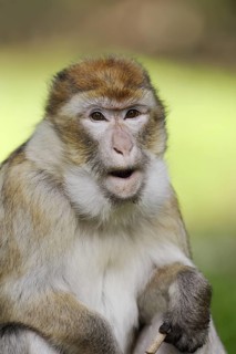 Barbary macaque (Macaca sylvanus), captive, portrait, occurring in Morocco, Algeria and Gibraltar