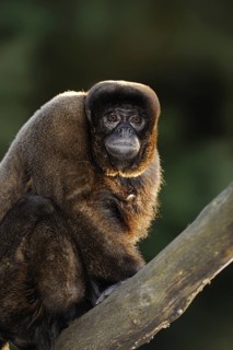 Brown woolly monkey (Lagothrix lagotricha), captive, occurring in South America