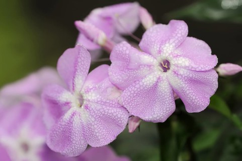 Tall flame flower or tall perennial phlox (Phlox paniculata), flowers, ornamental plant, North