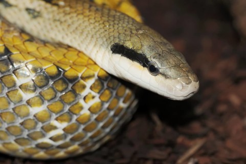 Taiwan beauty snake (Orthriophis taeniurus frisei, Elaphe taeniura frisei), captive, occurrence in