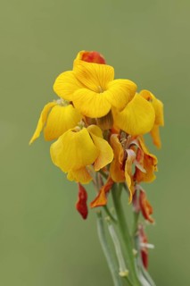 Golden varnish (Erysimum cheiri, Cheiranthus cheiri), flowers, ornamental plant, North