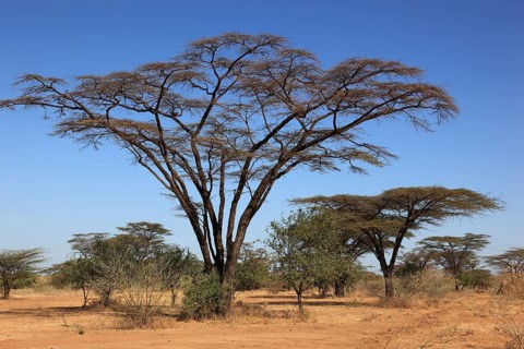 Southern Ethiopia, Omo region, umbrella acacia, Vachellia tortilis, genus Vachellia, subfamily of