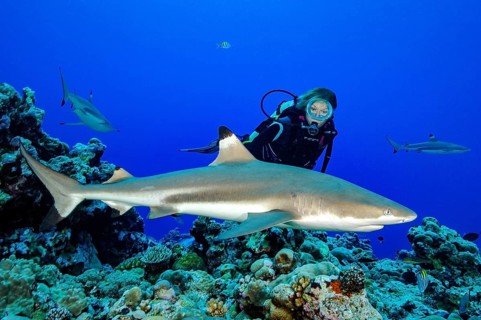 Diver watching blacktip reef shark (Carcharhinus melanopterus) at close range Blacktip reef shark