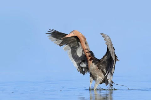 Blue-footed Heron or Reddish Egret (Dichromanassa rufescens, Egretta rufescens) hunting, Florida,