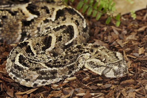 Puff adder (Bitis arietans, Bitis lachesis), captive, occurring in Africa
