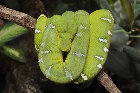Emerald emerald green tree boa (Corallus caninus), captive, occurrence in South America