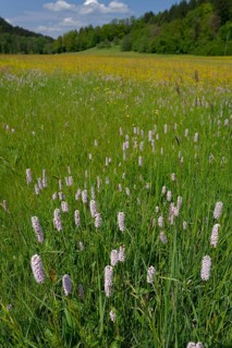 Flower meadow in the Rottal valley near Wielandsweiler, spring, May, Swabian-Franconian Forest
