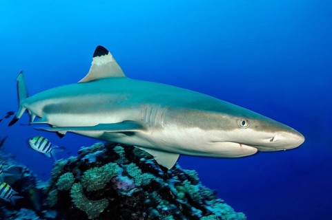 Blacktip reef shark (Carcharhinus melanopterus) Blacktip reef shark swimming through coral reef in