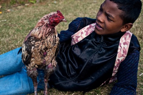 After the cock fighting. The cock and his owner's son at Ambositra Madagascar . The cock has lost