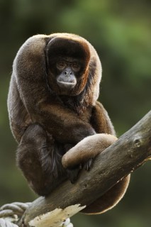 Brown woolly monkey (Lagothrix lagotricha), captive, occurring in South America