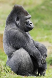 Western lowland gorilla (Gorilla gorilla gorilla), male, silverback, captive, occurring in Africa