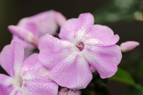 Tall flame flower or tall perennial phlox (Phlox paniculata), flowers, ornamental plant, North
