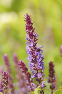 Woodland sage (Salvia nemorosa), ornamental plant, North Rhine-Westphalia, Germany, Europe