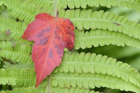 Red maple (Acer rubrum), leaf on fern leaf in autumn, North Rhine-Westphalia, Germany, Europe