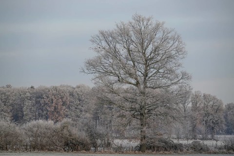 Single large tree and trees in the background covered with frost against a grey sky, hoarfrost on