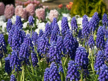 A flower bed with bright purple grape hyacinths and other colourful flower-bed in the background,