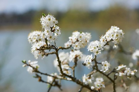 Blackthorn (Prunus spinosa) Blossoms in spring, Bavaria, Germany, Europe