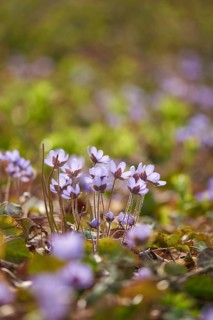 Close-up of Common Hepatica (Anemone hepatica) blossoms in a forest in spring, Bavaria, Germany,