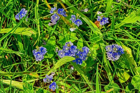 Meadow with speedwell (Veronica), Allgaeu, Bavaria, Germany, Europe