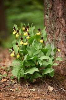 Close-up of lady's-slipper orchid (Cypripedium calceolus) blossom in a forest in early summer