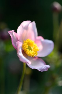 Close-up of a Chinese anemone (Anemone hupehensis) blossom in a garden in summer