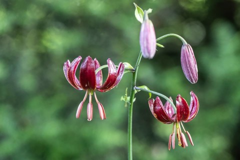 Martagon lily (Lilium martagon), Emsland, Lower Saxony, Germany, Europe