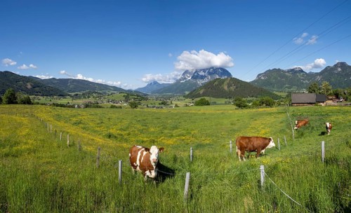 Cows grazing in a meadow, Ennstal, Grimming in the background, panoramic view, near Aigen im