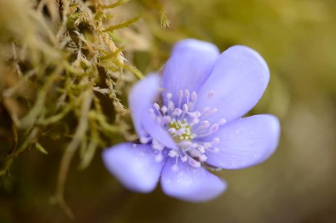 Close-up of a Common Hepatica (Anemone hepatica) blossom in a forest in spring