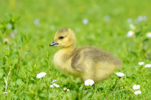 Close-up of a Canada Goose (Branta canadensis) chick in a meadow in spring