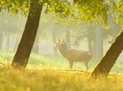 A Red deer (Cervus elaphus) male on a early foggy morning at the edge of the woods