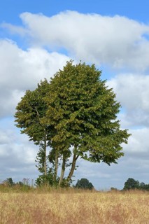 Deciduous tree, maple (Acer) by a grain field, blue cloudy sky, North Rhine-Westphalia, Germany,