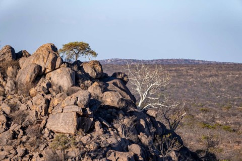 Leafless trees growing on a rocky barren hill, tree with white bark, Hobatere Concession, Namibia,