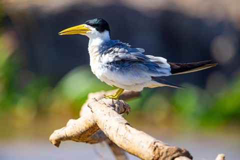 Large-billed Tern (Phaetusa simplex) Pantanal Brazil