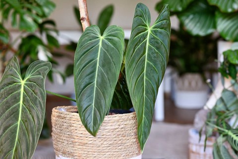 Tropical 'Philodendron Melanochrysum' houseplant with long velvet leaves in flower pot on table in