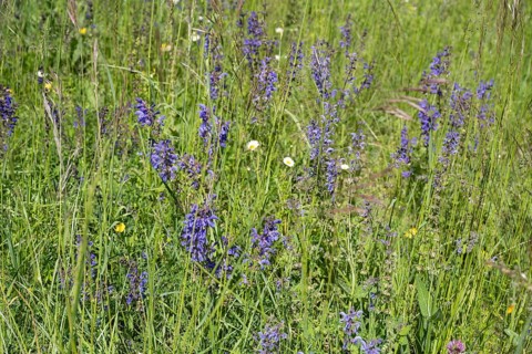 Meadow clary (Salvia pratensis) in a meadow, bee forage meadow, forage meadow, Baden-Wuerttemberg,