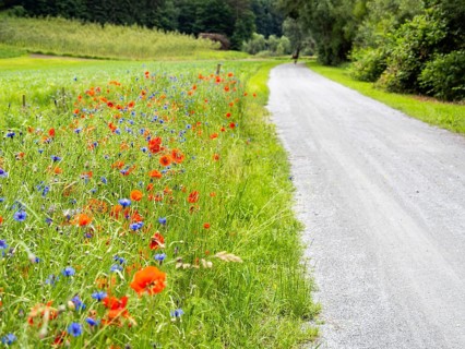 Poppy field in bloom, cornflowers in between, Sausal cycle path, near Heimschuh, Styria, Austria,