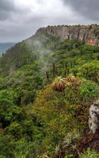 Krantz aloe (Aloe arborescens), view from the plateau to the Graskop Gorge with dense forest,