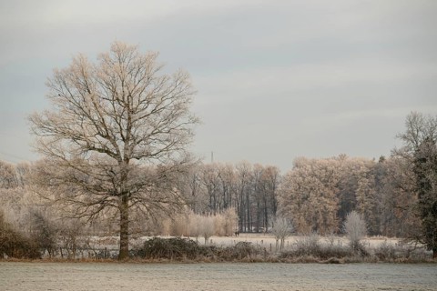 A single frosty tree in focus with frost-covered meadows and a forest in the background, Frosty
