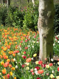 Tulips blooming in different colours next to a tree trunk, many colourful, blooming tulips in