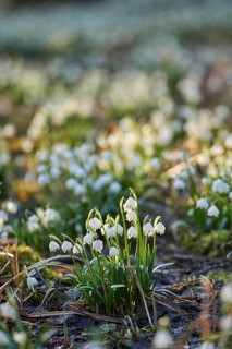 Field of spring snowflake (Leucojum vernum) blooming in spring, Bavaria, Germany, Europe