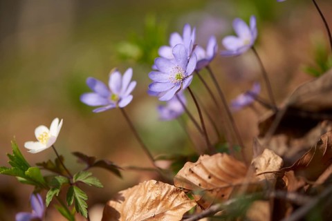 Common hepatica (Anemone hepatica) Blossoms in a forest, Bavaria, Germany, Europe