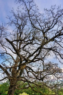Ash tree in spring (Fraxinus excelsior), Allgaeu, Bavaria, Germany, Europe