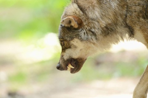 Portrait of a gray wolf (Canis lupus) in a forest snarling, captive, Germany, Europe